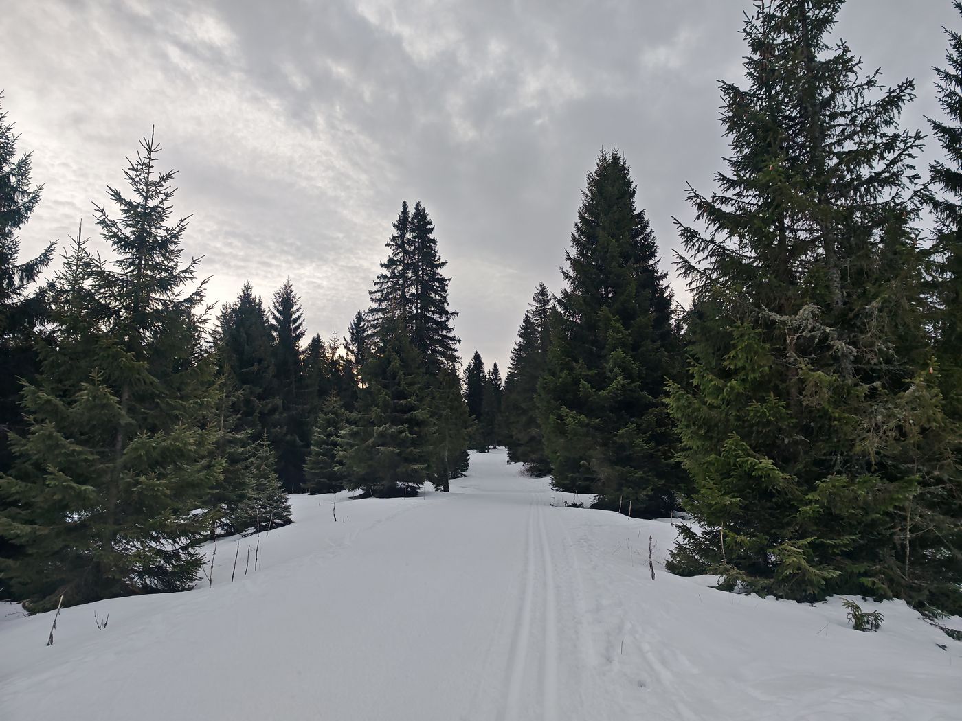 Toujours de majestueux épicéas