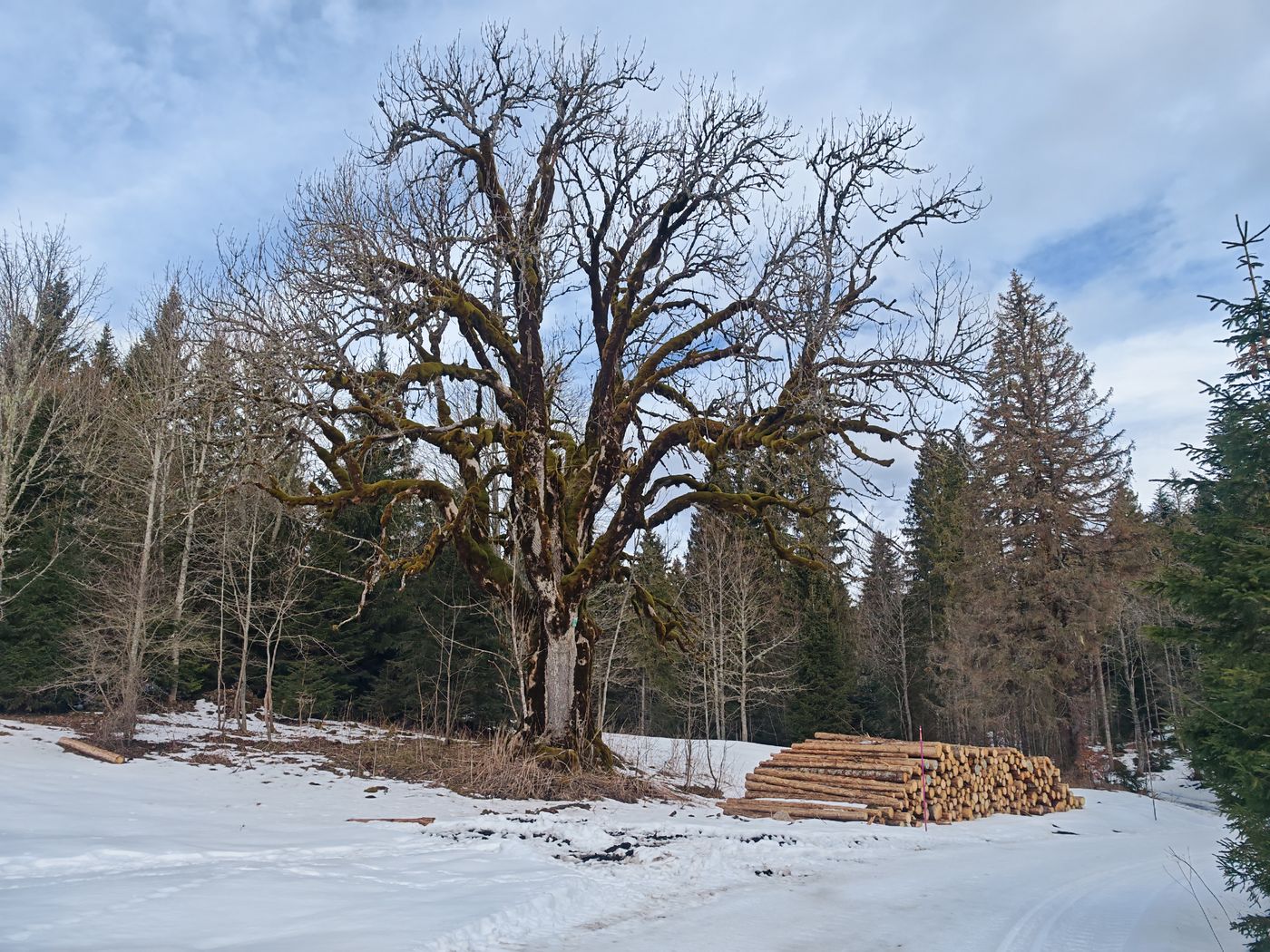 Quel vieille arbre féérique avec sa mousse !