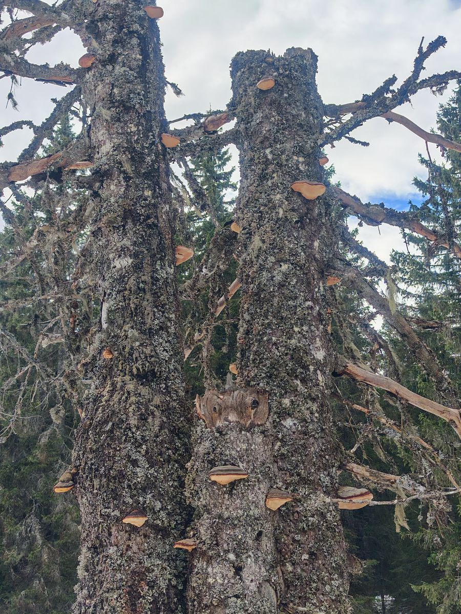 Hé bien, y'en a des champignons sur ces troncs