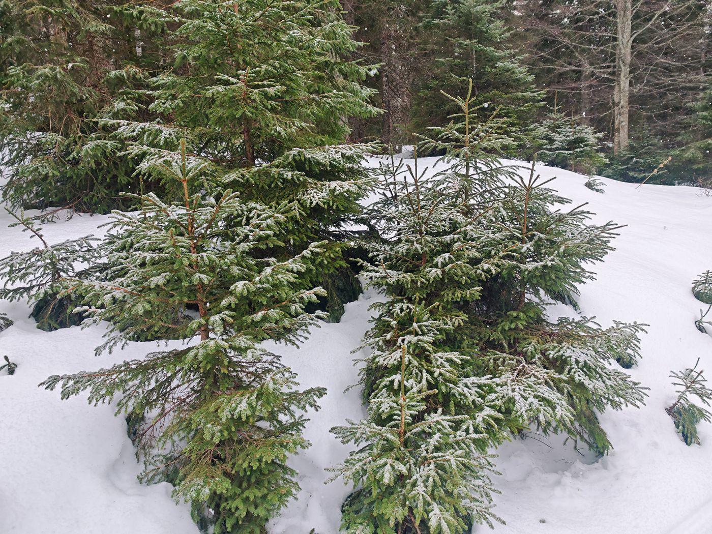 Brumisation de flocon sur les résineux