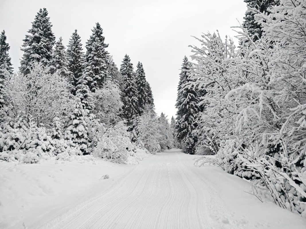 Dentelles de glace végétal