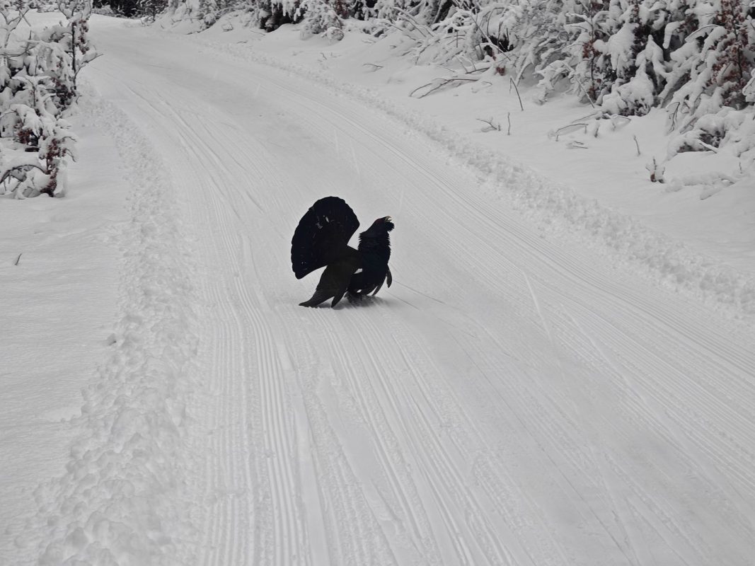 Ho ! un grand Tetra !