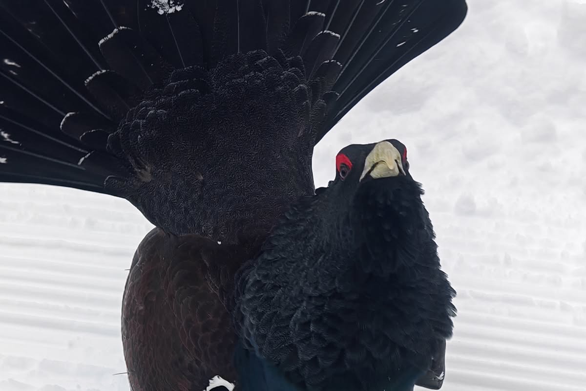 Incroyable ce bec et ces yeux !