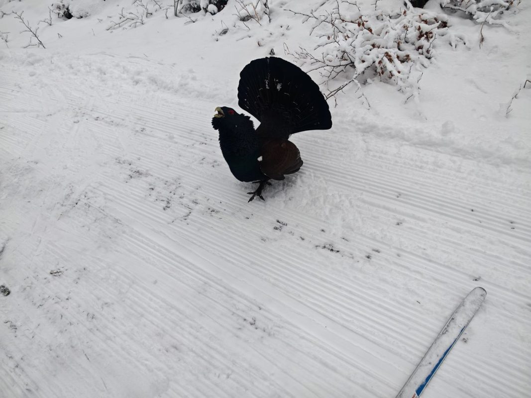 Il ne veux plus me lâcher