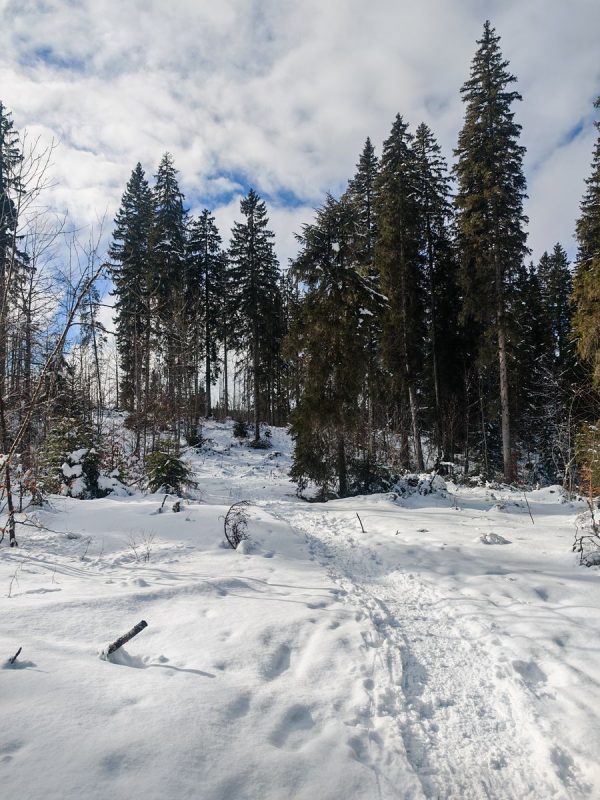 Les sentiers étroit dans la forêt