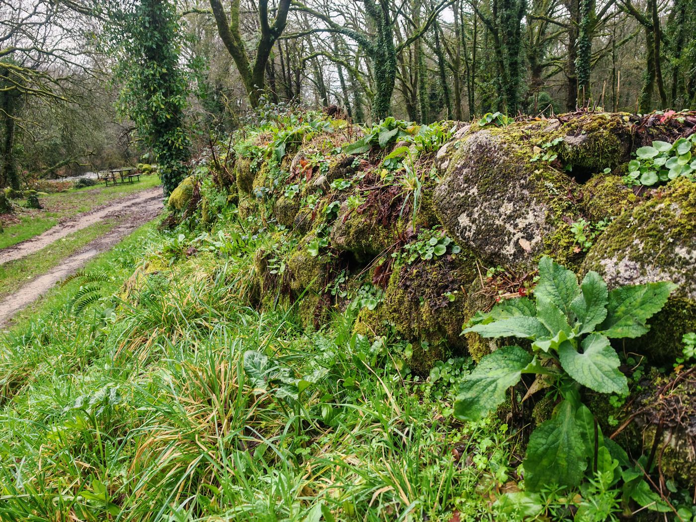 Mousses et petites plantes sur un muret