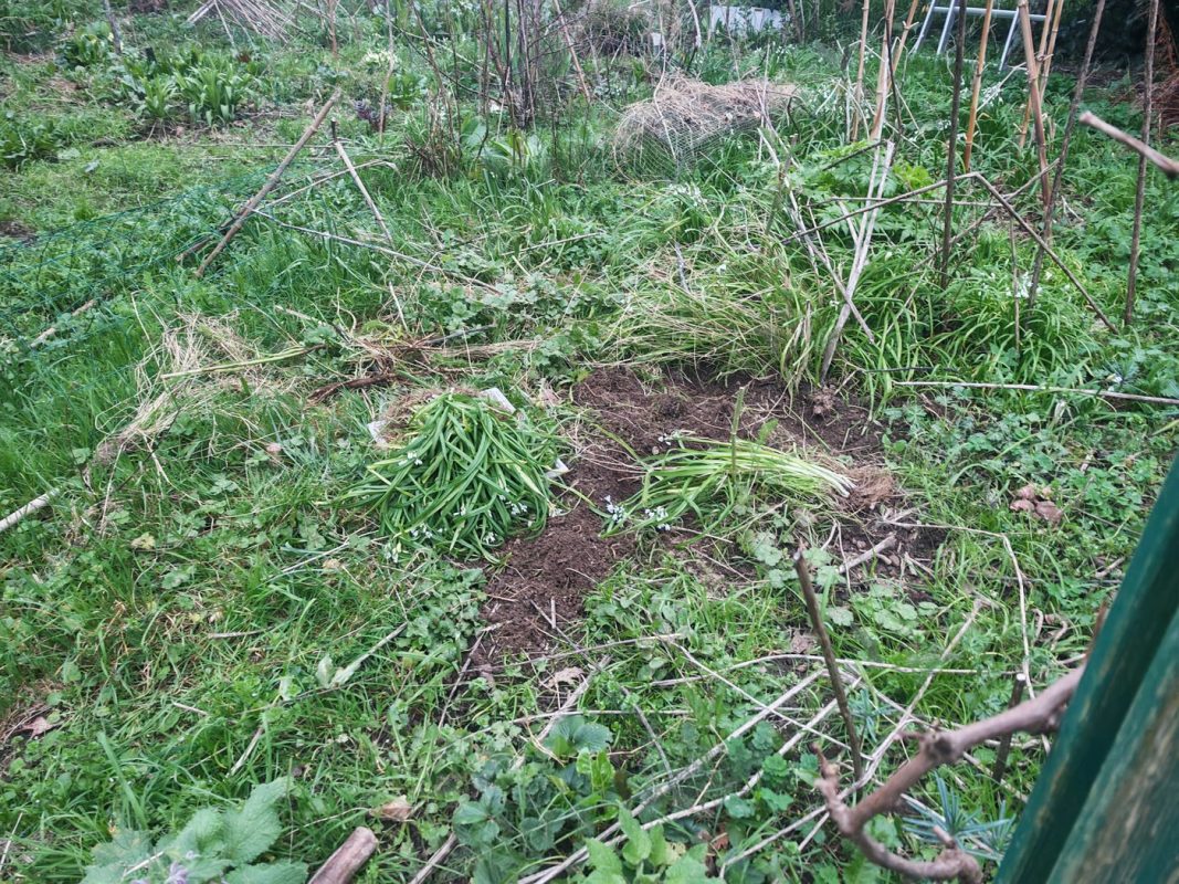 Février : Arrachage de l'ail triquètre encore.