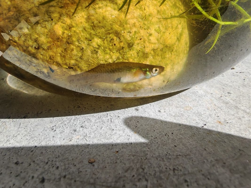 Un gambusie sortie de la mare : et si j'en mettais dans un aquarium comme Gaston Lagaff !