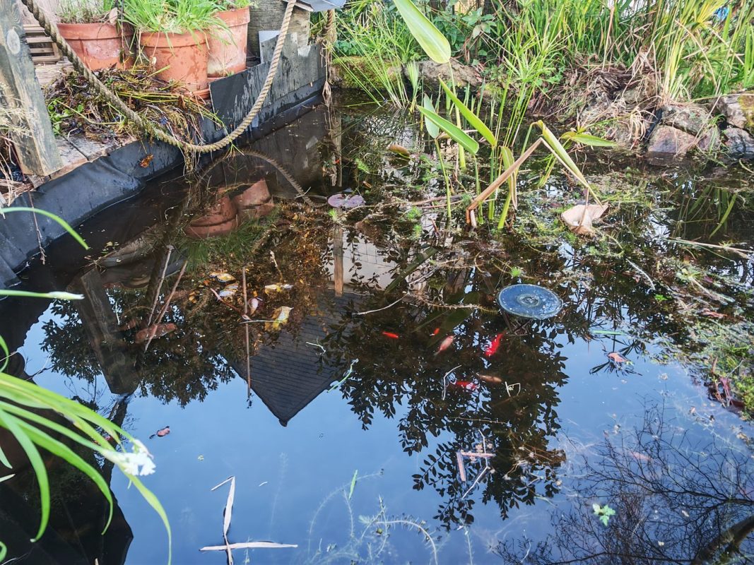Les poisson ont retrouvé un peu de place dans la marre