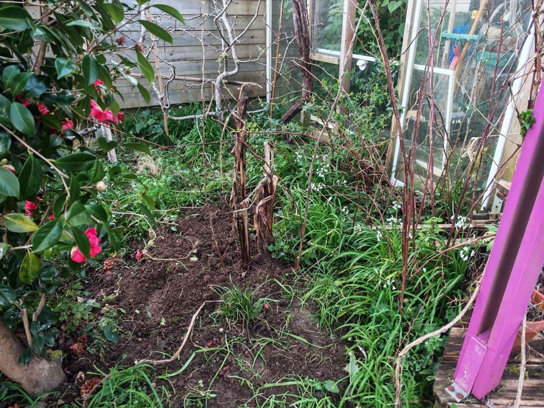 On dégage autour des framboisiers