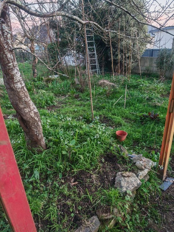 L'ail triquètre, partout, qui fleuris