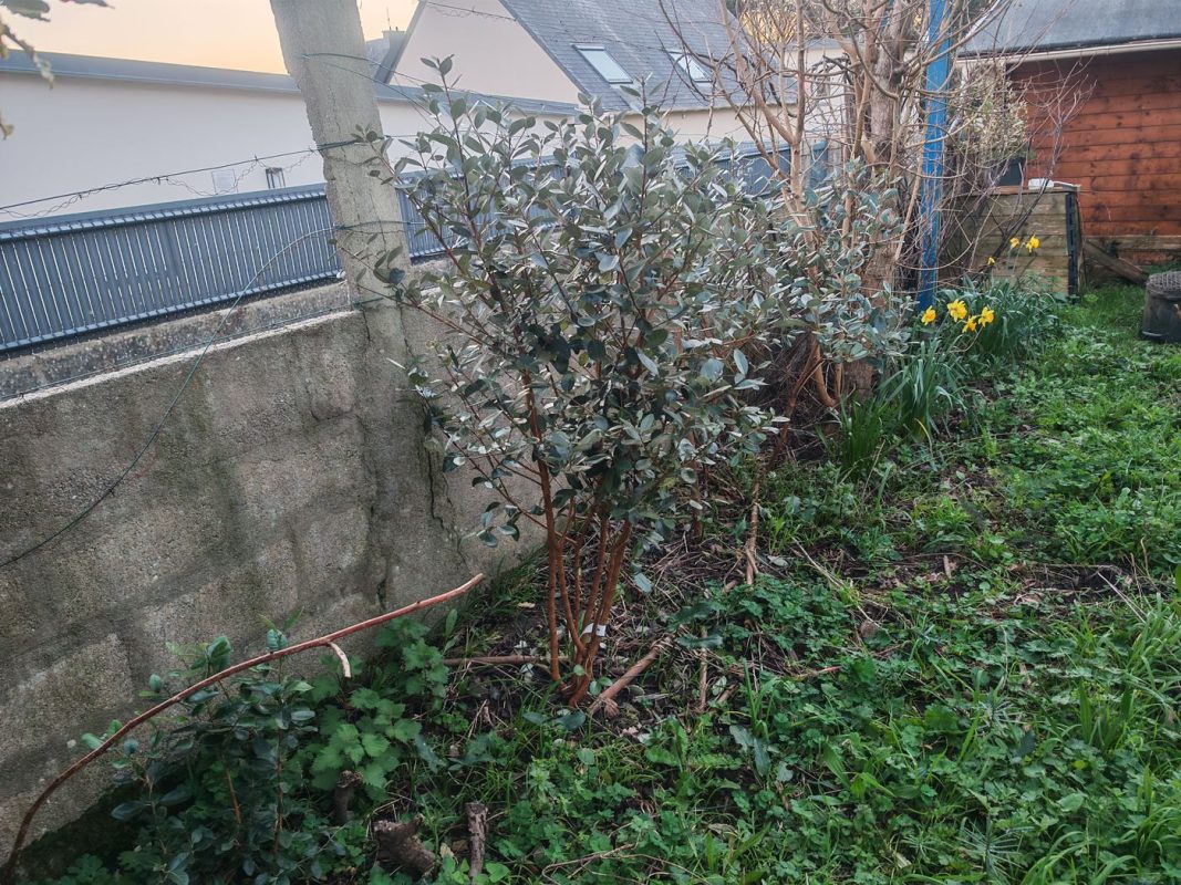 Les feijoas pousse bien, mais ils risque de me gêner quand je vais vouloir mettre ma clôture solaire au fond du jardin