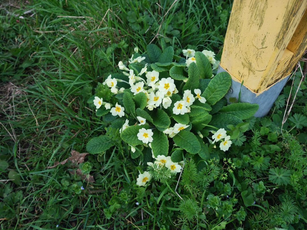 Primevère un jour gris
