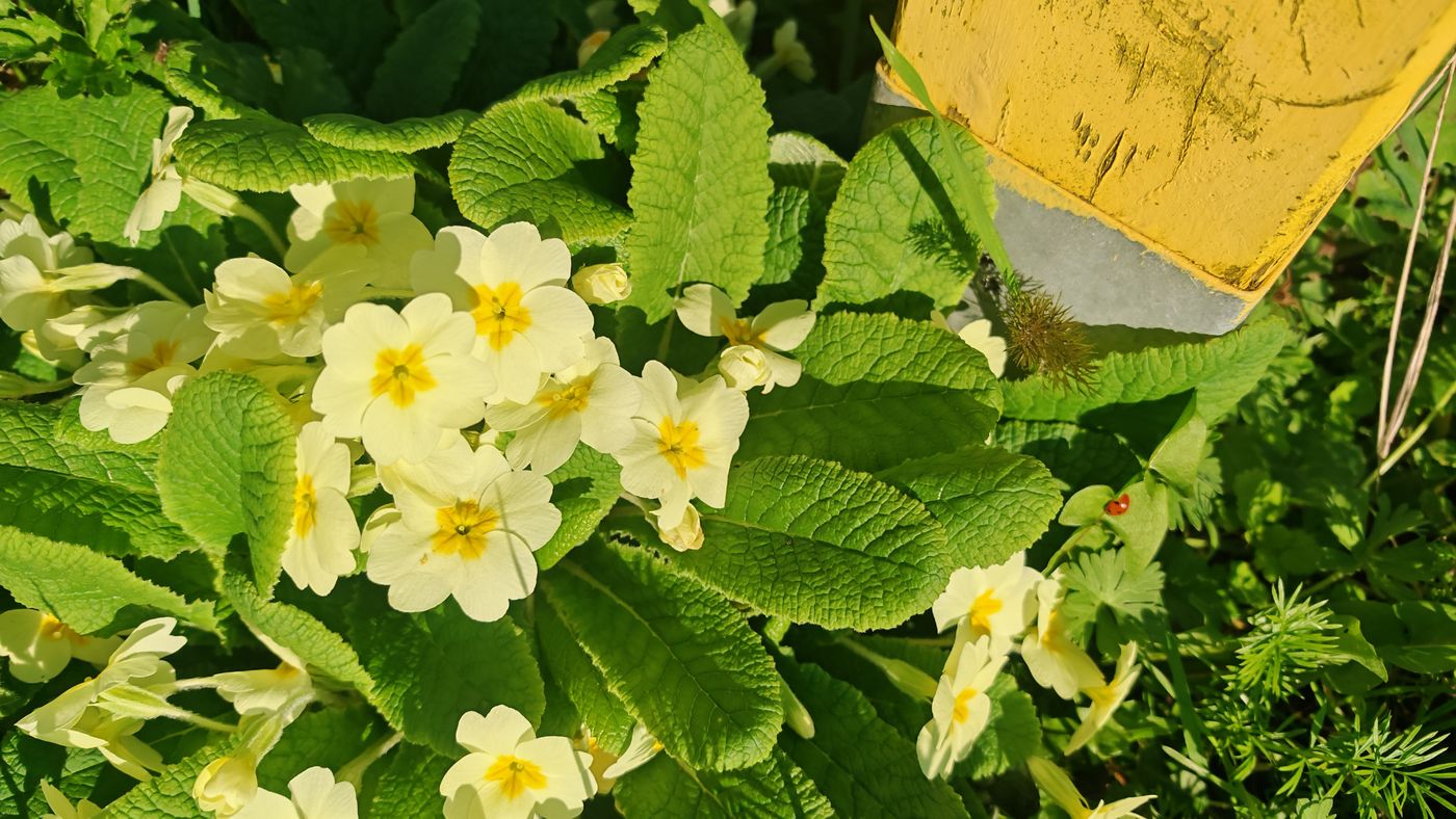Primevère et coccinelle un jour de soleil