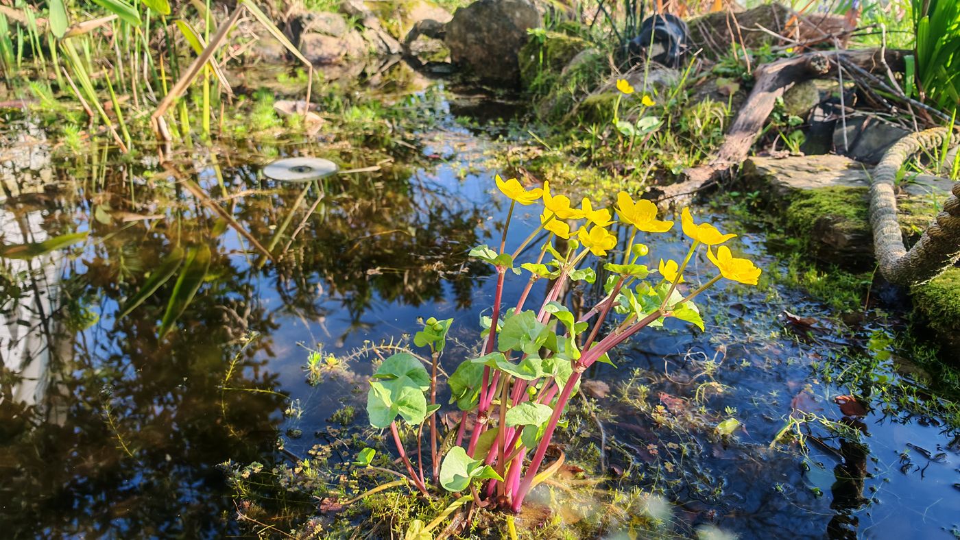Le bassin Fleuri, merci Maman pour cette plante !
