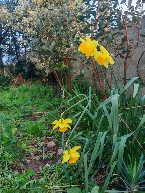 Jonquilles et narcines