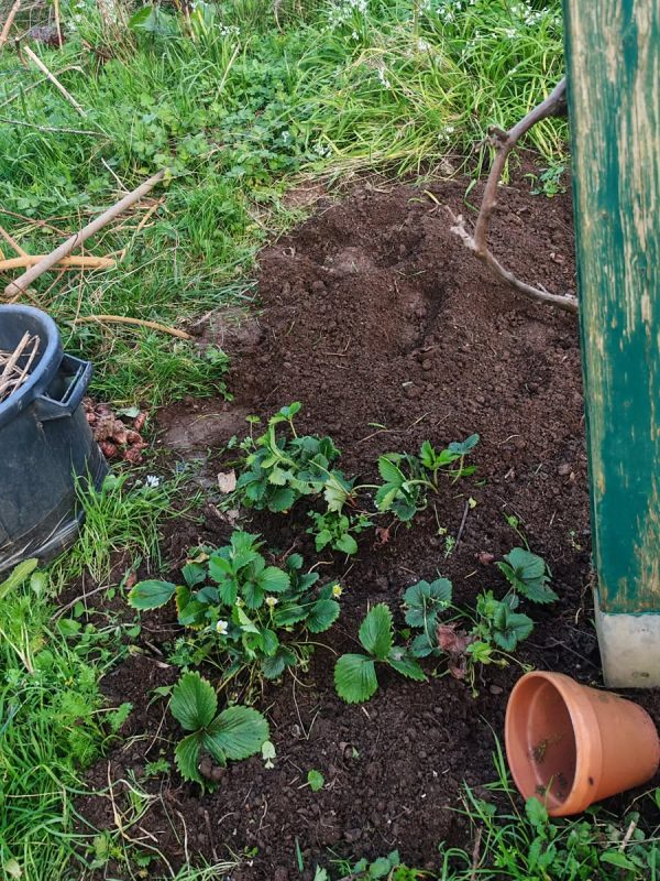 J'attaque le nettoyage du potager : fraisiers