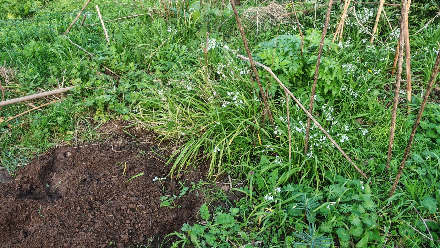Il faut aussi déterré les topinambours et heliantis qui prenne beaucoup plus de place que je n'arrive à en manger.