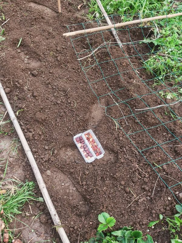 8 mars, allez c'est parti plantation de vieux haricots