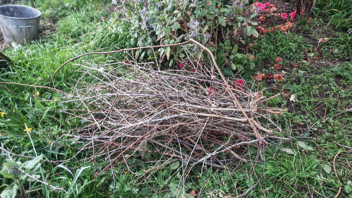 Enormément d'élagage aussi, les arbustes sont devenu des arbres, on coupe !