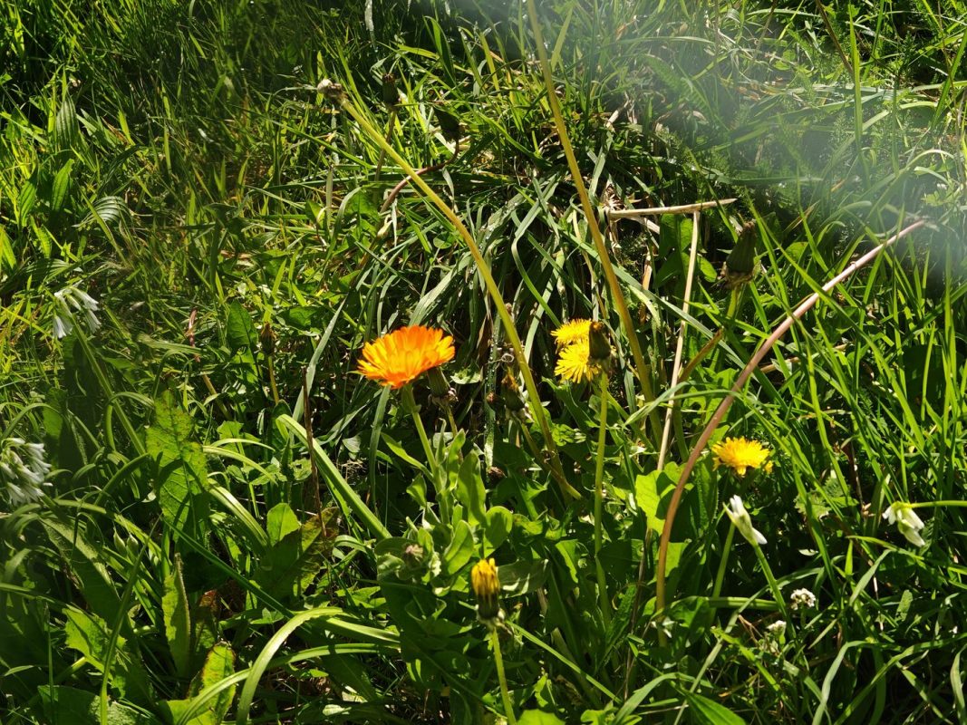 Soucis immigré chez le voisin