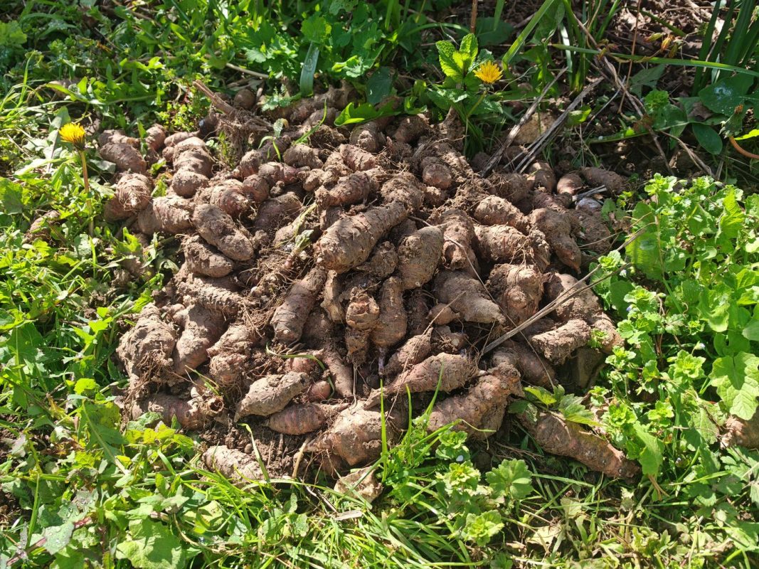 Des topinambours à ne plus savoir qu'en faire !
