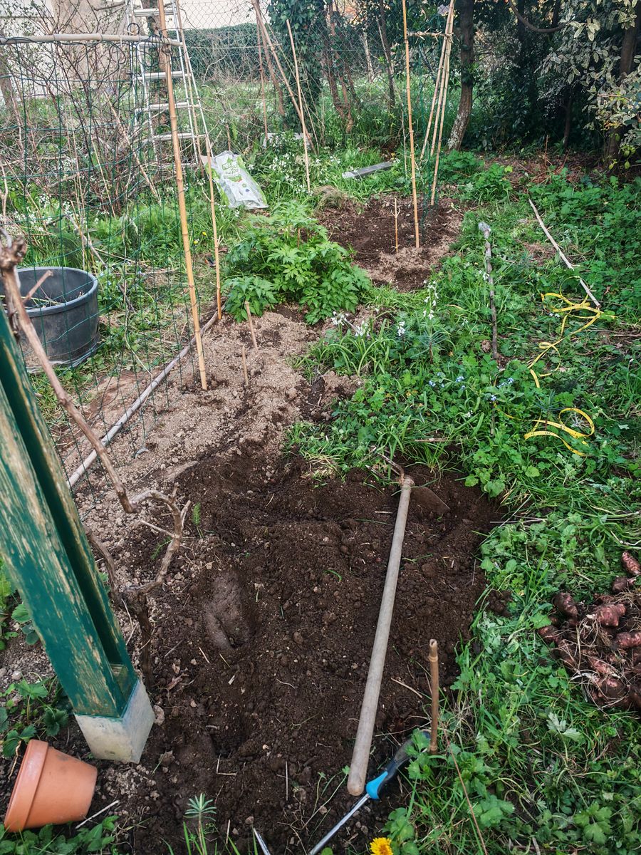 On enlève les topinambours qui ont envahie ce coin en 4 ans