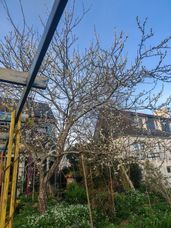 Le prunier en fleurs