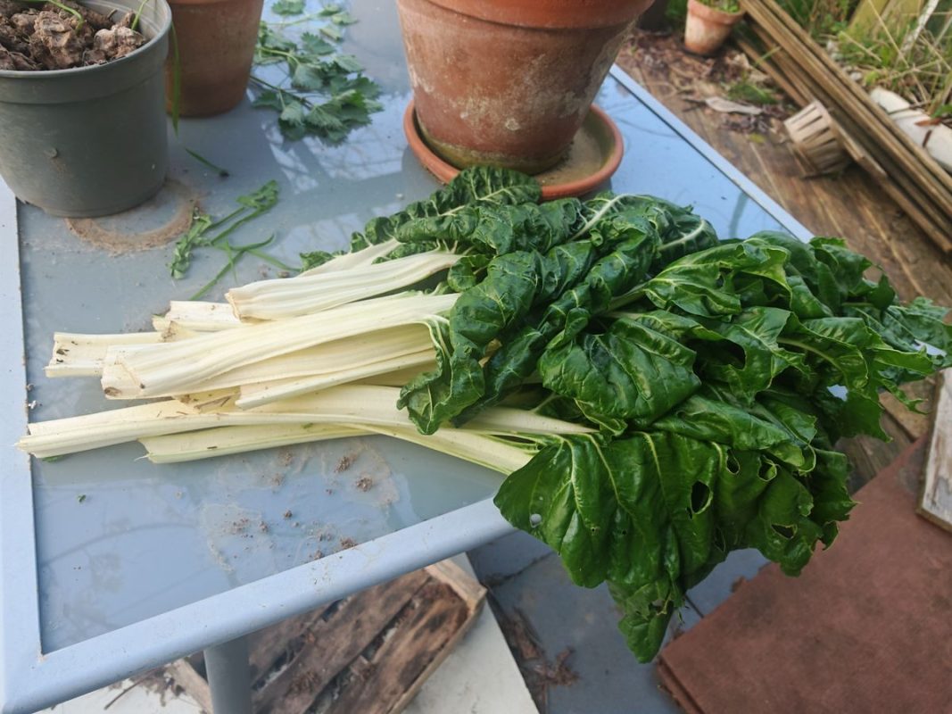 Cueillette de Blettes