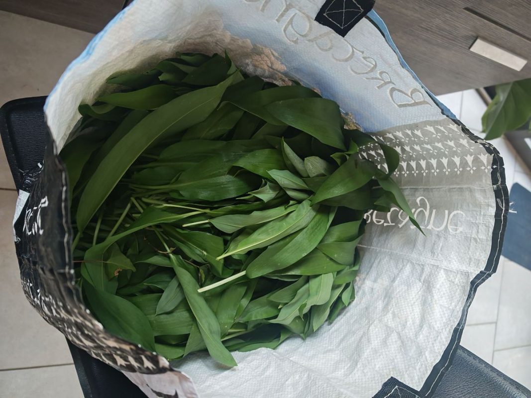 La cueillette d'ail des ours du 21 mars