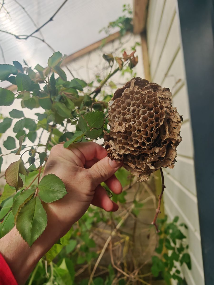 Tiens, y'a eux un nid ici ! peut être il y a 2 ans quand tout mes raisin ce faisait manger !