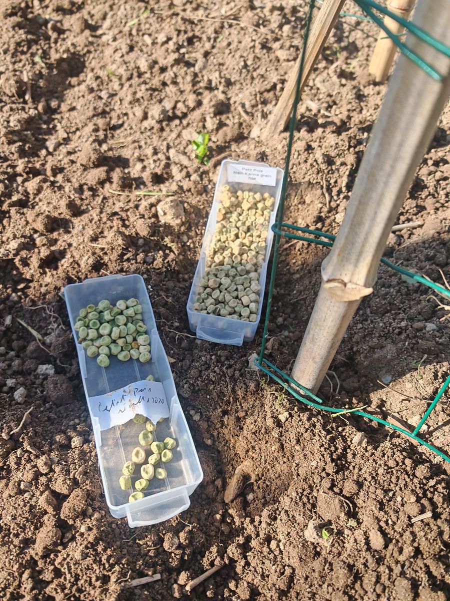 Pour mettre des petits poids, haricots, et transplanter des blettes qui pousse partout 