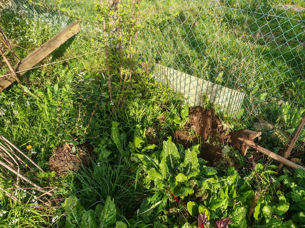 Plein de blettes, et trou pour transplanter un Feijoa