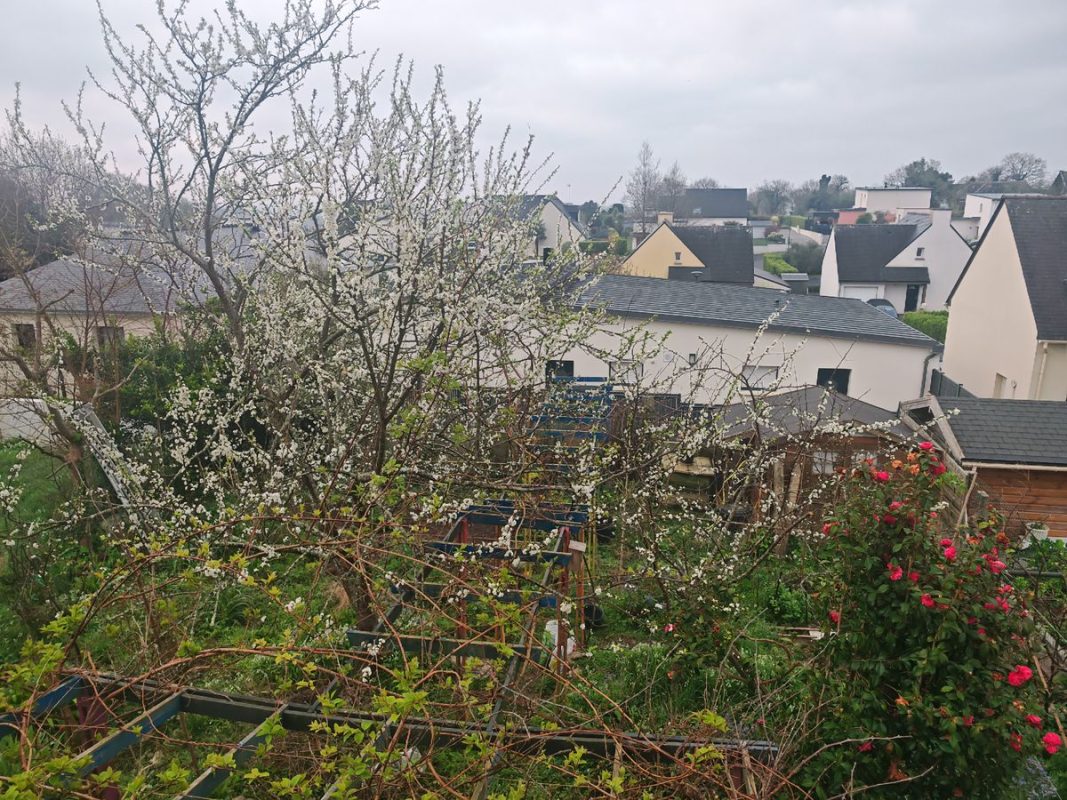Ils vas y en avoir autant des mirabelles ? L'été vas être chargé en conserve de fruits !