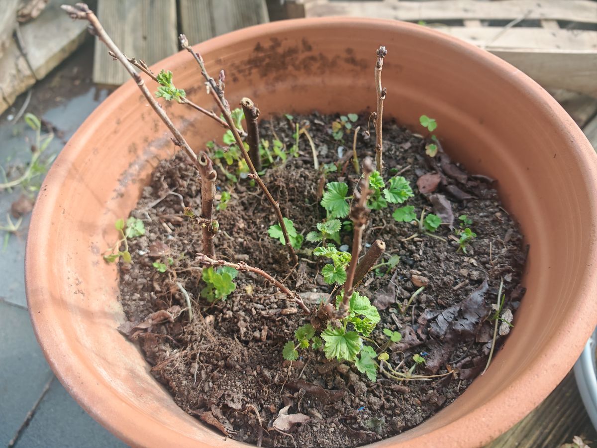 Tiens, les boutures de Cassis ont pris dans l'hivers