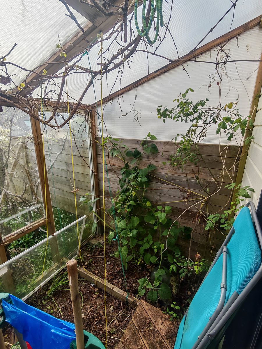 On dégage la serre, forte coupe de la vigne et des amour en cages qui envahisse)