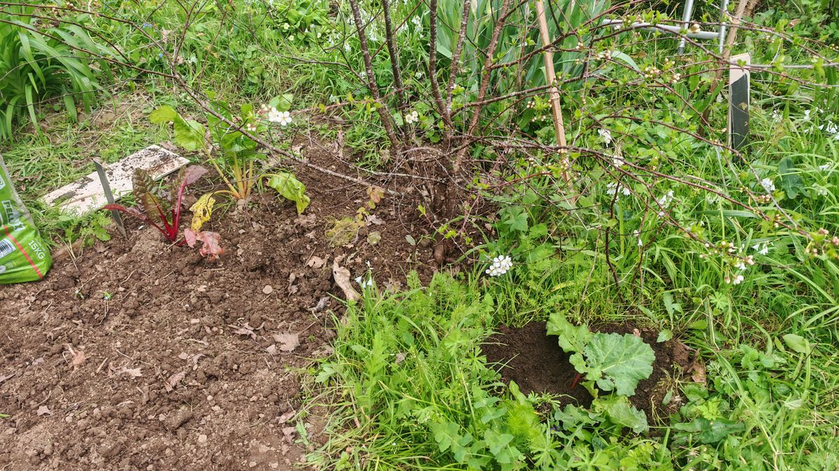 Plantation d'une rubarbe sous le cerisier nain
