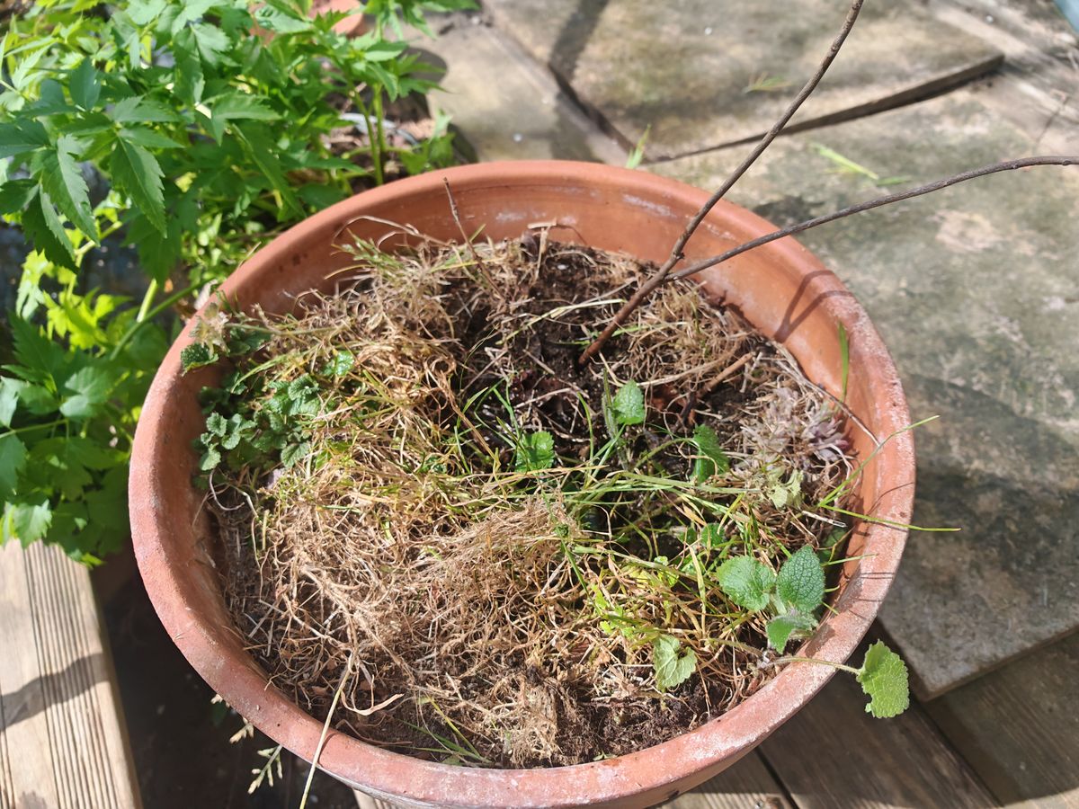 L'asiminier acheté à Ménigout gardé en pots est mort, celui en terre pour le moment n'a pas de vert mais ils sort tard.