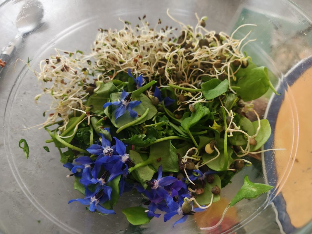 Salades mesclun de la ferme, graines germé et fleur du jardin
