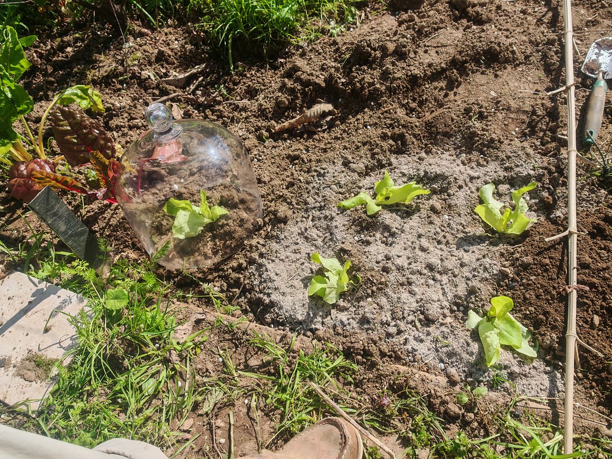 Quelques salade (protégées par des centres)