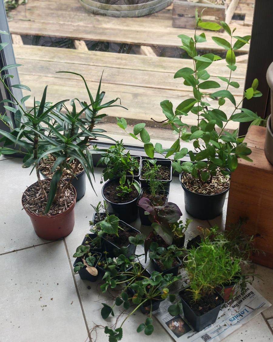 Acha à la foire 'petites boutures'