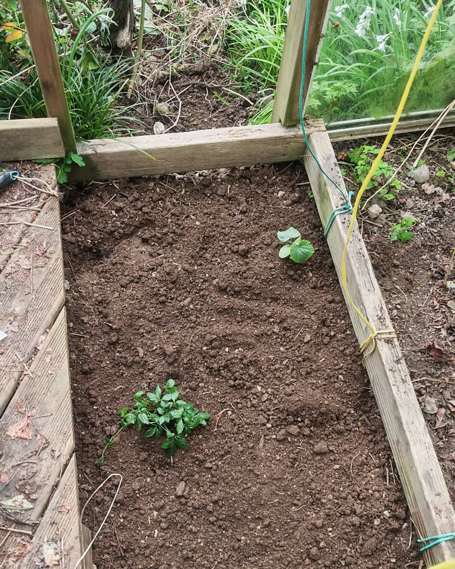 Pour y mettre des concombres et du thé de l'immortalité.