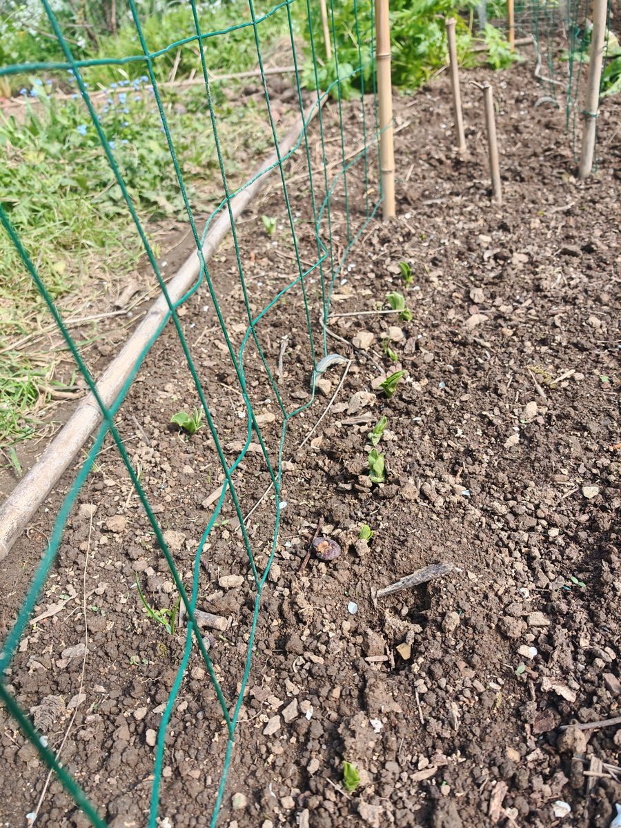 30/03 : Les fèves sortent