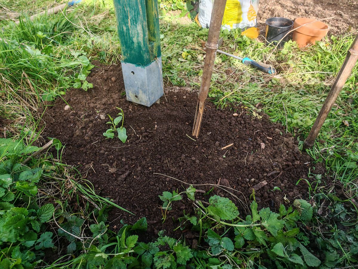 une liane de madère