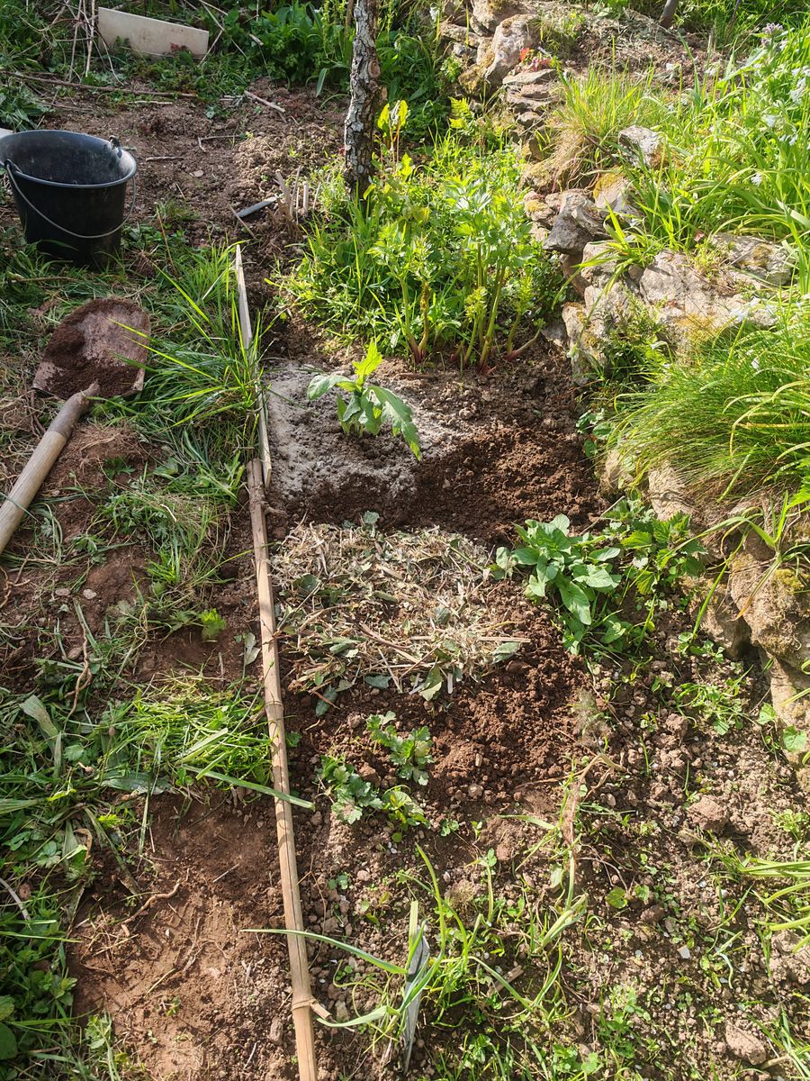 un autre coin avec un artichaud, les Dalhia et le pareaux perpétuel qui se multiplie.