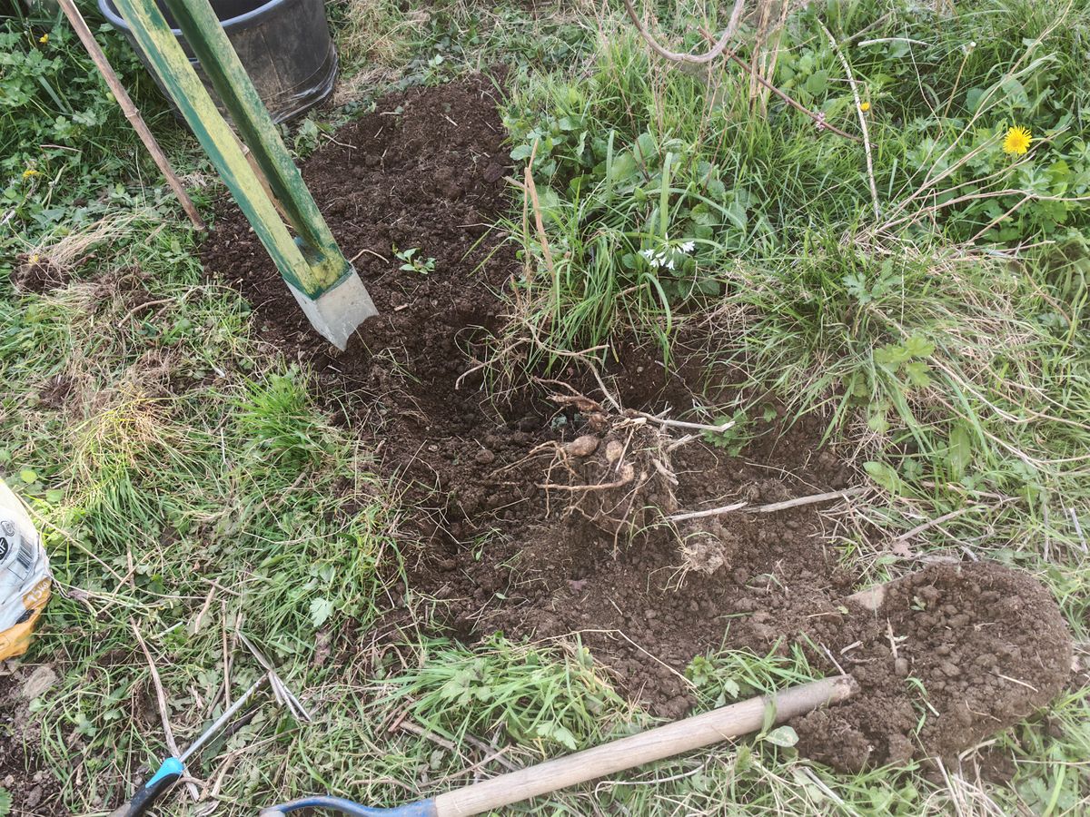 Le coin avec le chrysanthème à thé et les dahlias mélangées