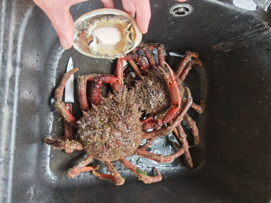 Araignée de mer pêcher en apnée et Ormeaux