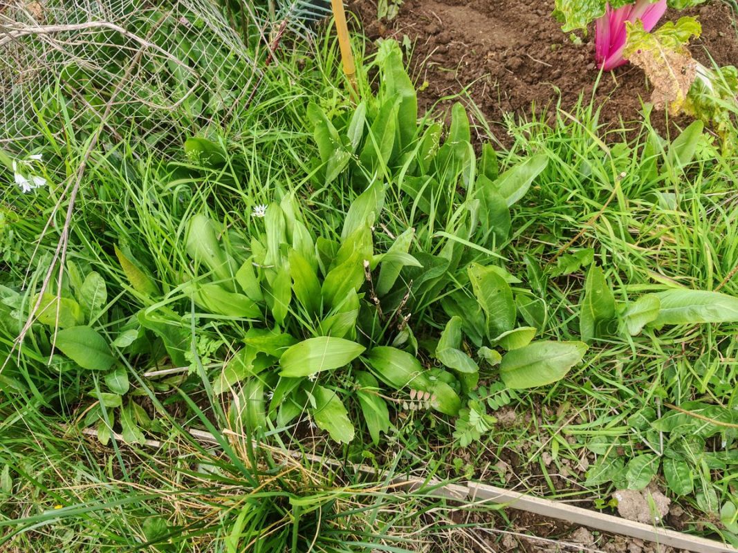 Ail des ours prêt a être récolté