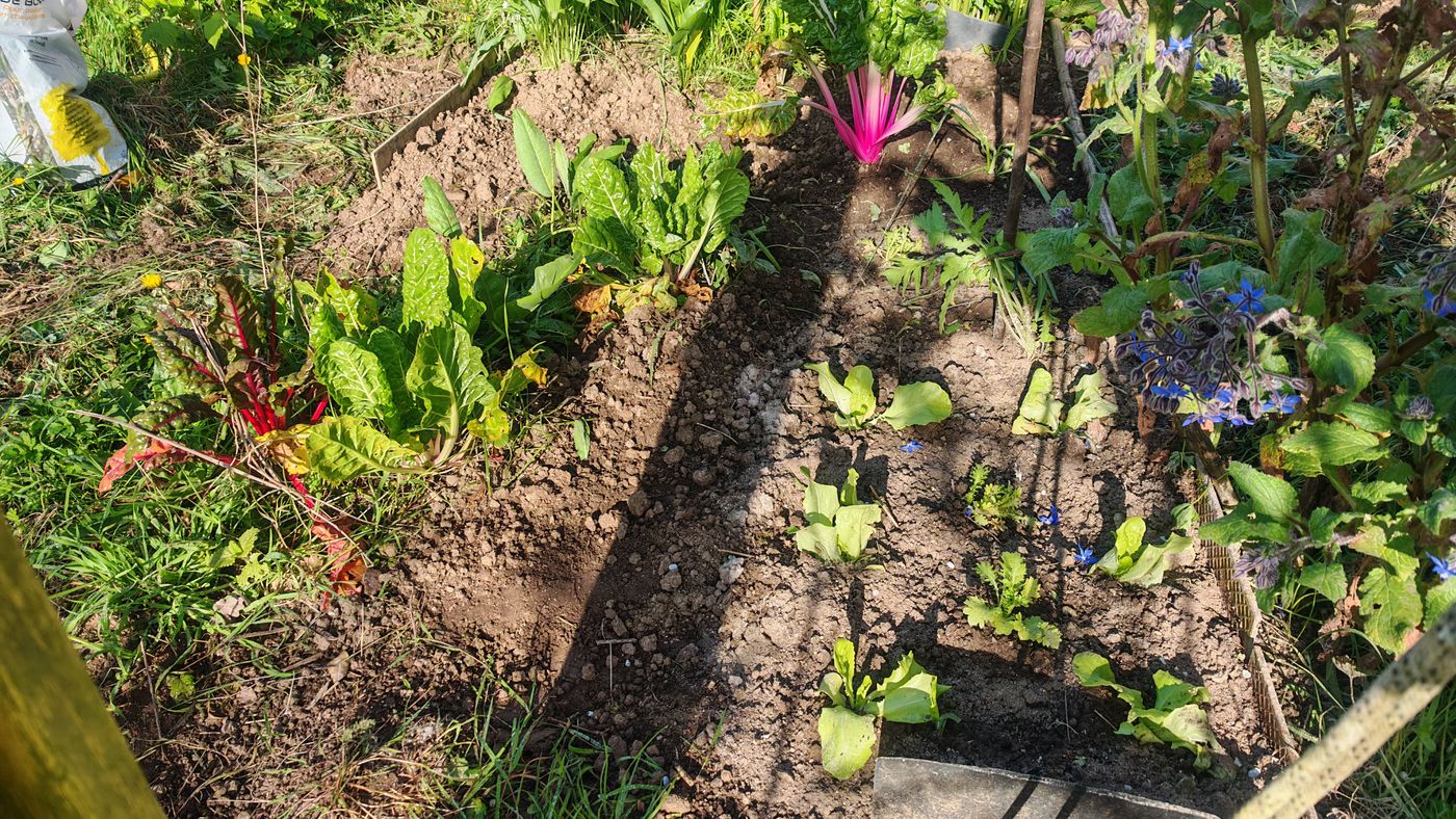 Plantation des salades et autres légumes feuilles acheté fin mars