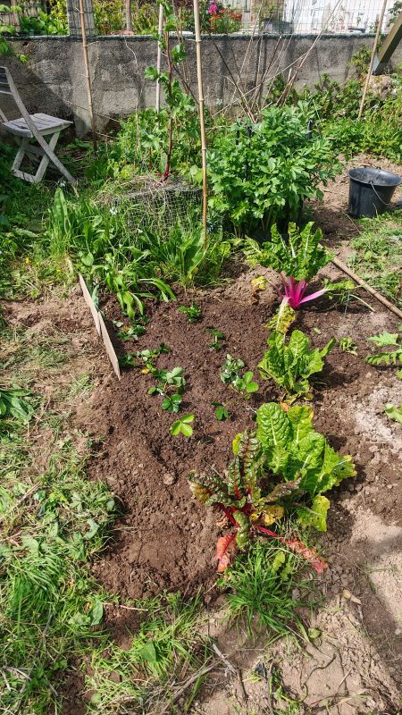 Plantation des salades et autres légumes feuilles acheté fin mars